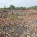 Kerusakan Hutan Mangrove di Langkat: Ancaman bagi Ekosistem dan Kehidupan Masyarakat Pesisir