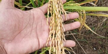 Petani Desa Dengok Panen Raya, Capai 8 Ton Hasil Maksimal dari Lahan 1 Hektar