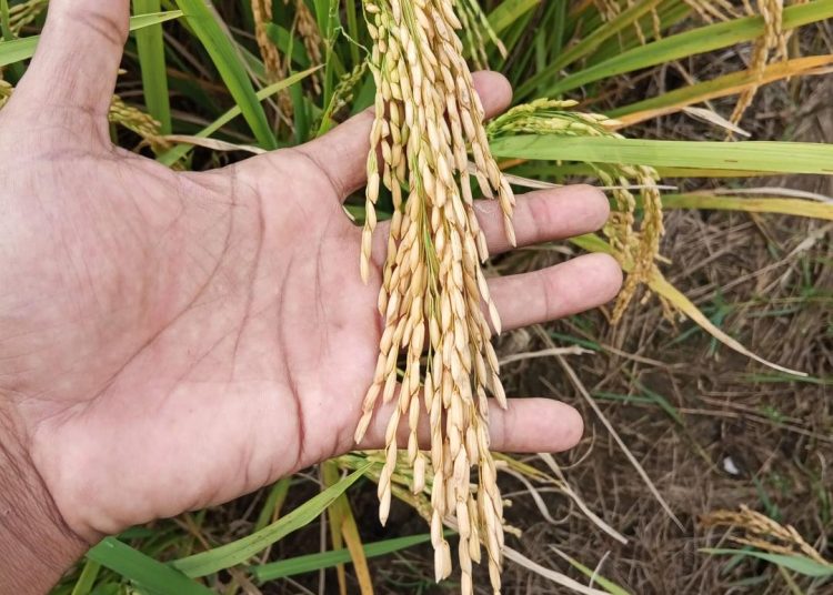 Petani Desa Dengok Panen Raya, Capai 8 Ton Hasil Maksimal dari Lahan 1 Hektar