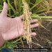 Petani Desa Dengok Panen Raya, Capai 8 Ton Hasil Maksimal dari Lahan 1 Hektar