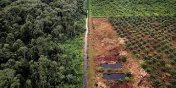 Deforestasi di Indonesia: Antara Pertumbuhan Ekonomi dan Kelestarian Lingkungan