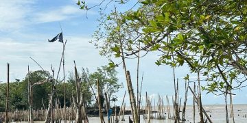 Illegal Logging