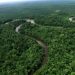 Analisis Komprehensif Dinamika Hutan