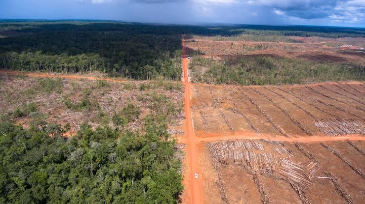 Dampak Perubahan Kawasan Hutan Menjadi Kawasan Food Estate