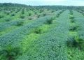Follow-up Efforts on Oil Palm Plantations in Indonesian Forest Areas