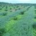 Follow-up Efforts on Oil Palm Plantations in Indonesian Forest Areas