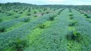 Follow-up Efforts on Oil Palm Plantations in Indonesian Forest Areas